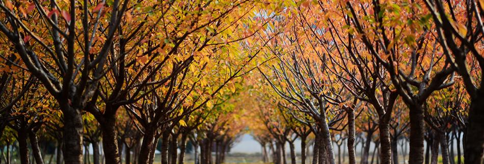 横幅宽1150px-3.jpg